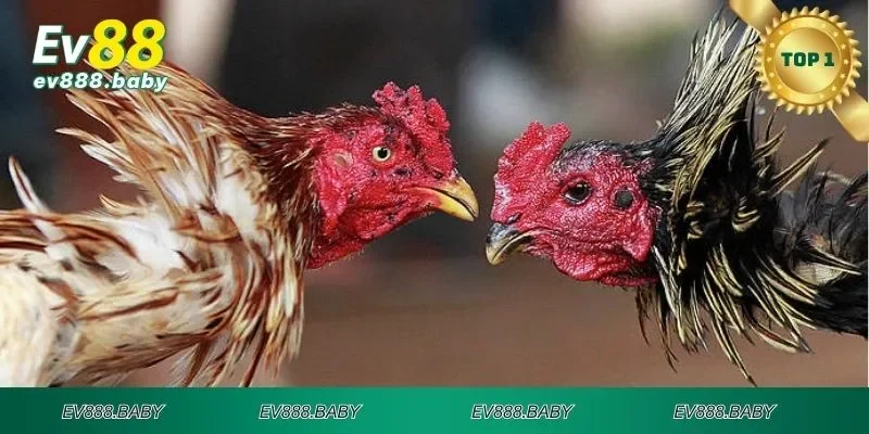Đôi nét về đá gà EV88
